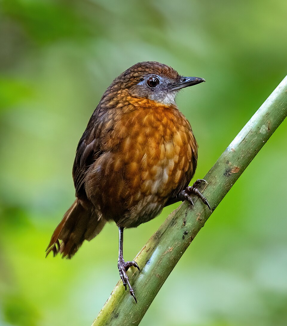 Rusty-breasted Wren-Babbler