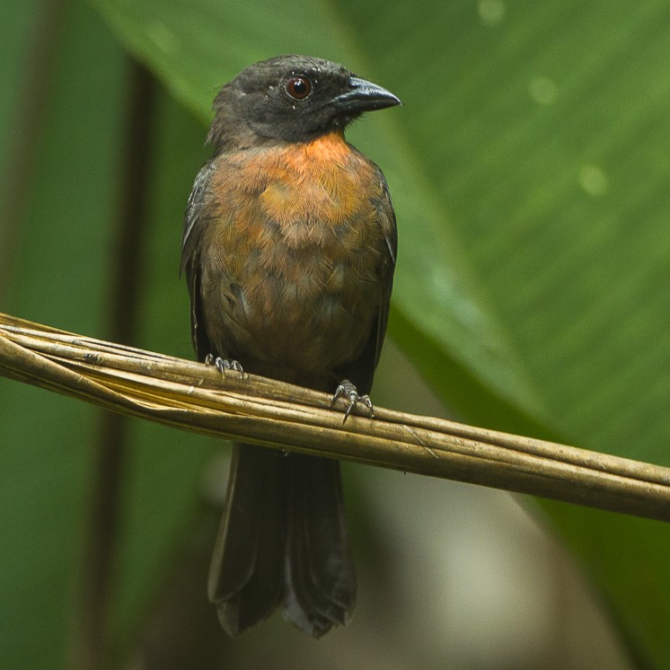Black-cheeked Ant Tanager