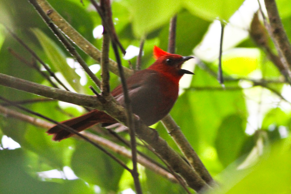 Crested Ant Tanager