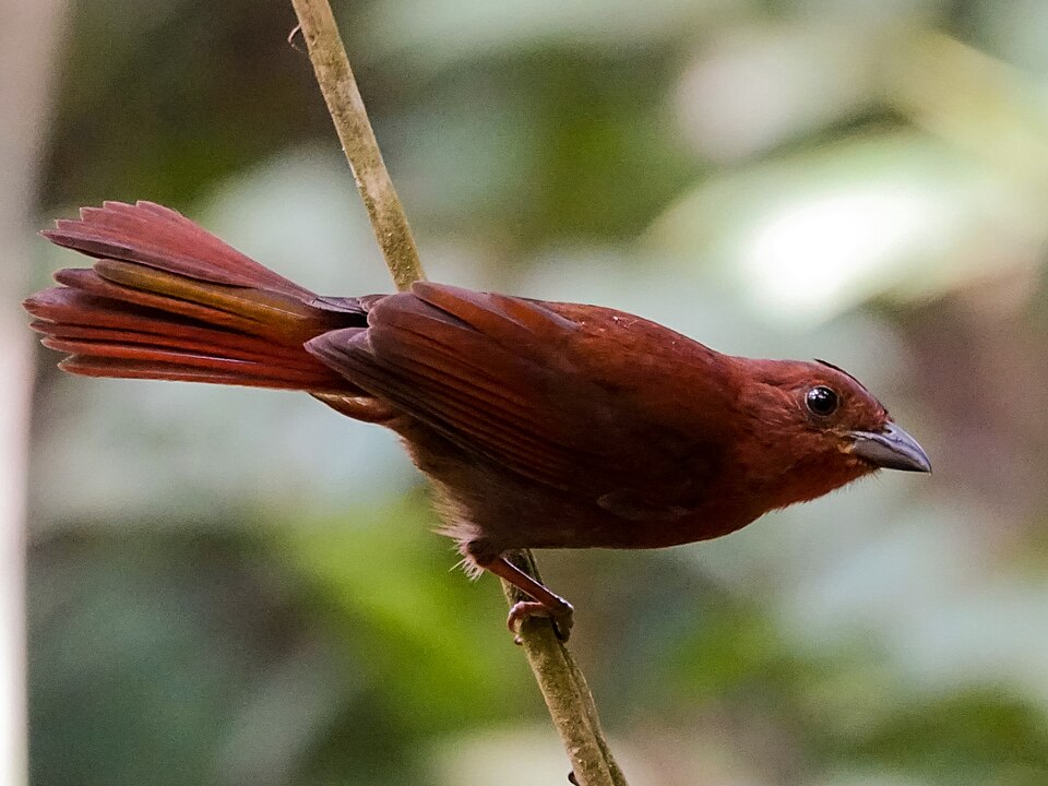 Red-throated Ant Tanager