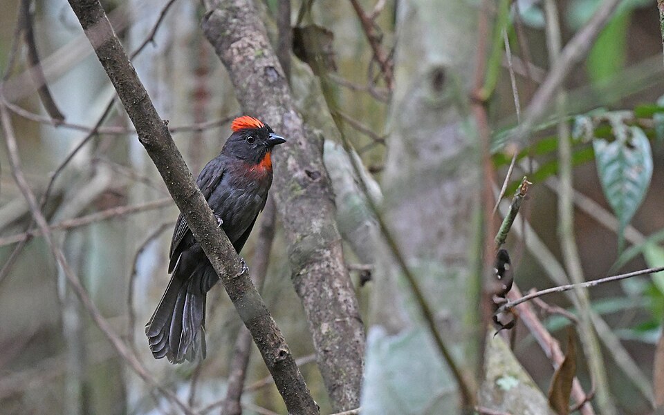 Sooty Ant Tanager