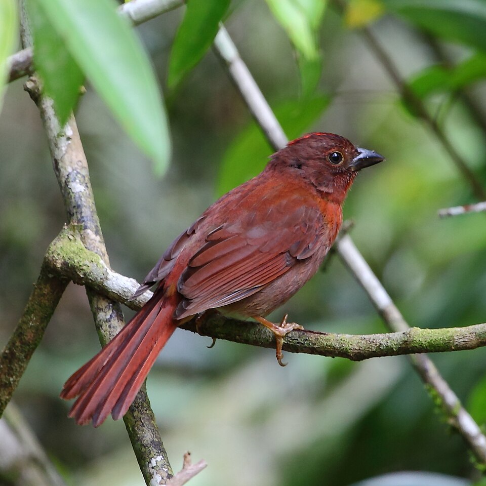 Red-crowned Ant Tanager