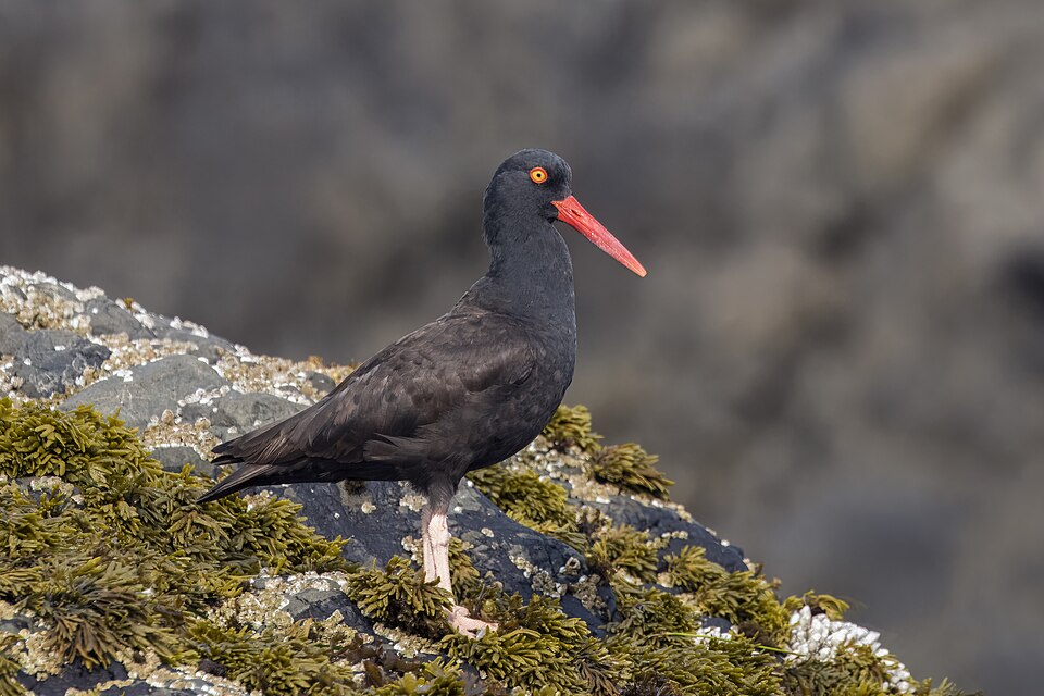 Black Oystercatcher
