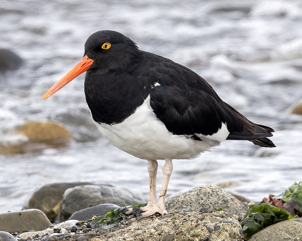 Magellanic Oystercatcher