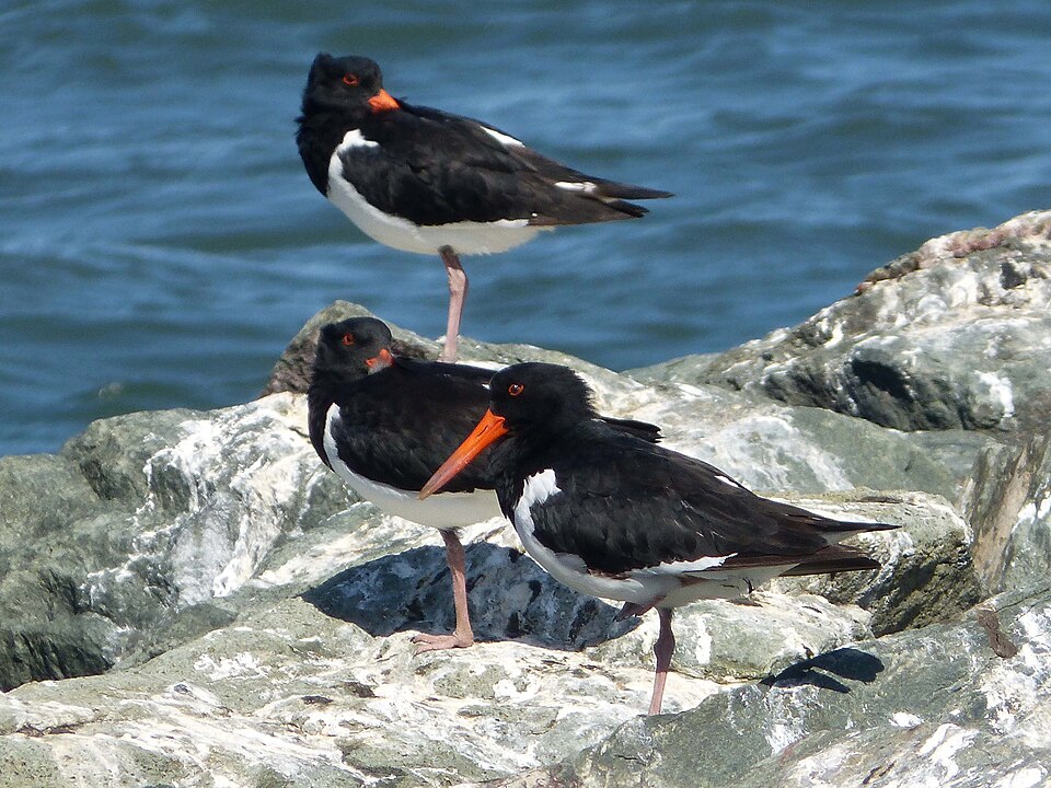 Pied Oystercatcher