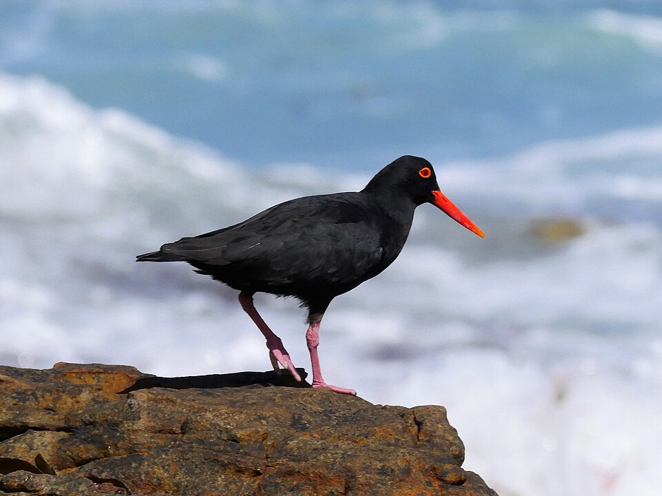 African Oystercatcher