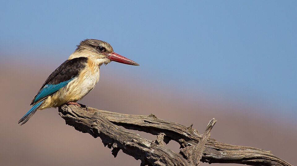 Brown-hooded Kingfisher