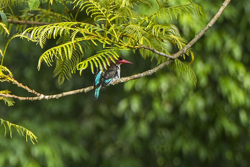 Chocolate-backed Kingfisher