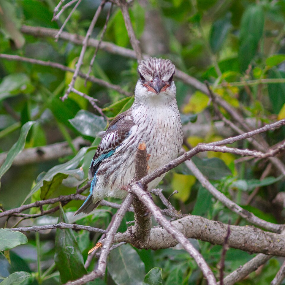 Striped Kingfisher