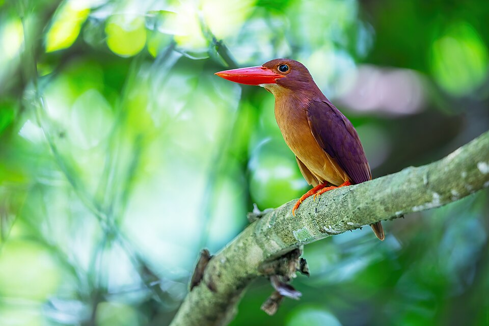 Ruddy Kingfisher