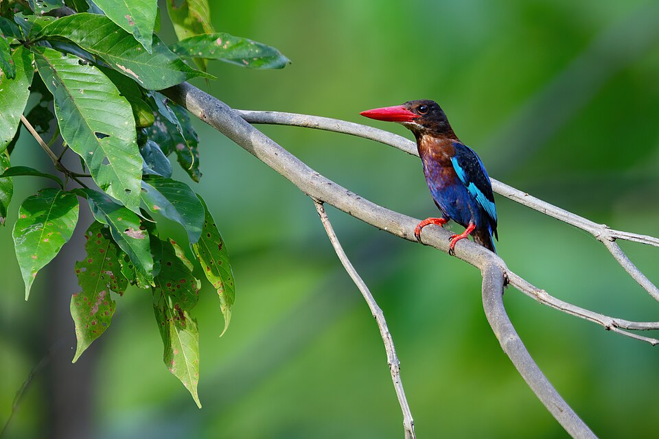 Javan Kingfisher
