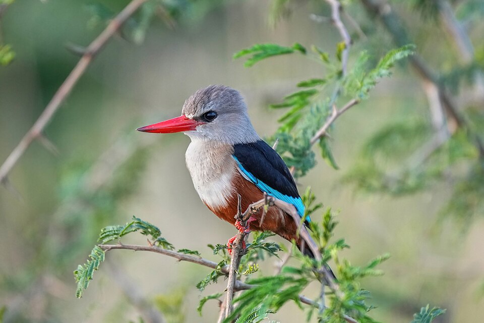 Grey-headed Kingfisher