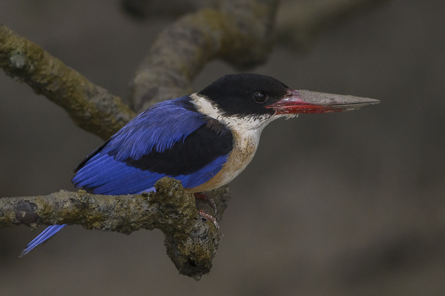 Black-capped Kingfisher