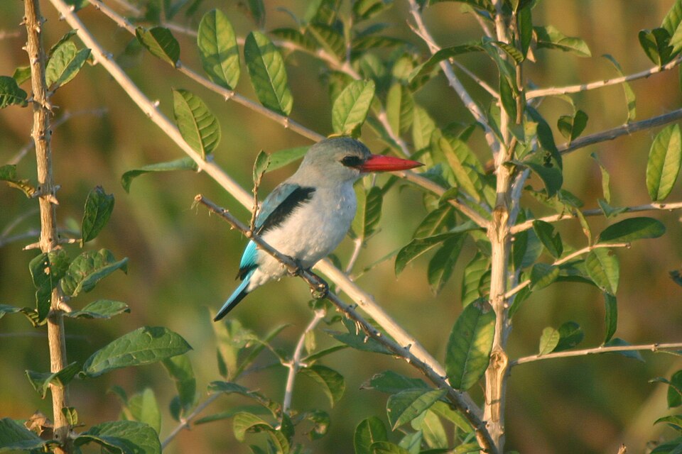Mangrove Kingfisher