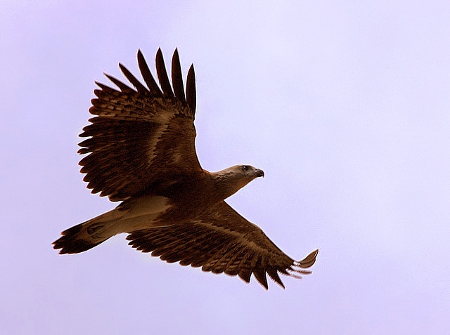 Lesser Fish Eagle