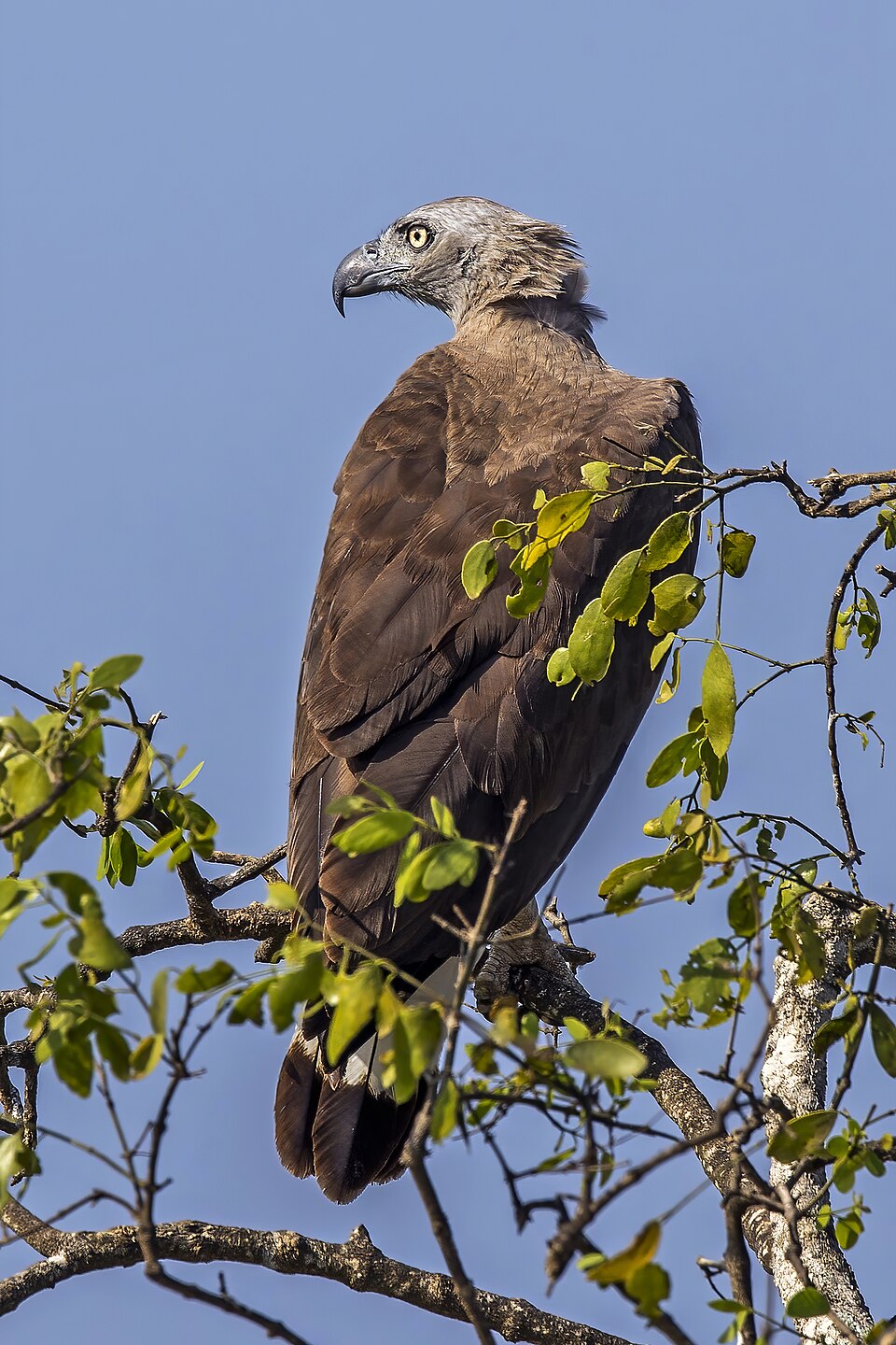 Grey-headed Fish Eagle