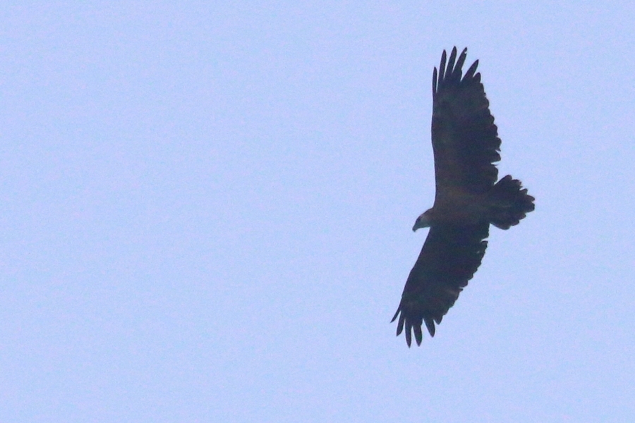 Sanford's Sea Eagle