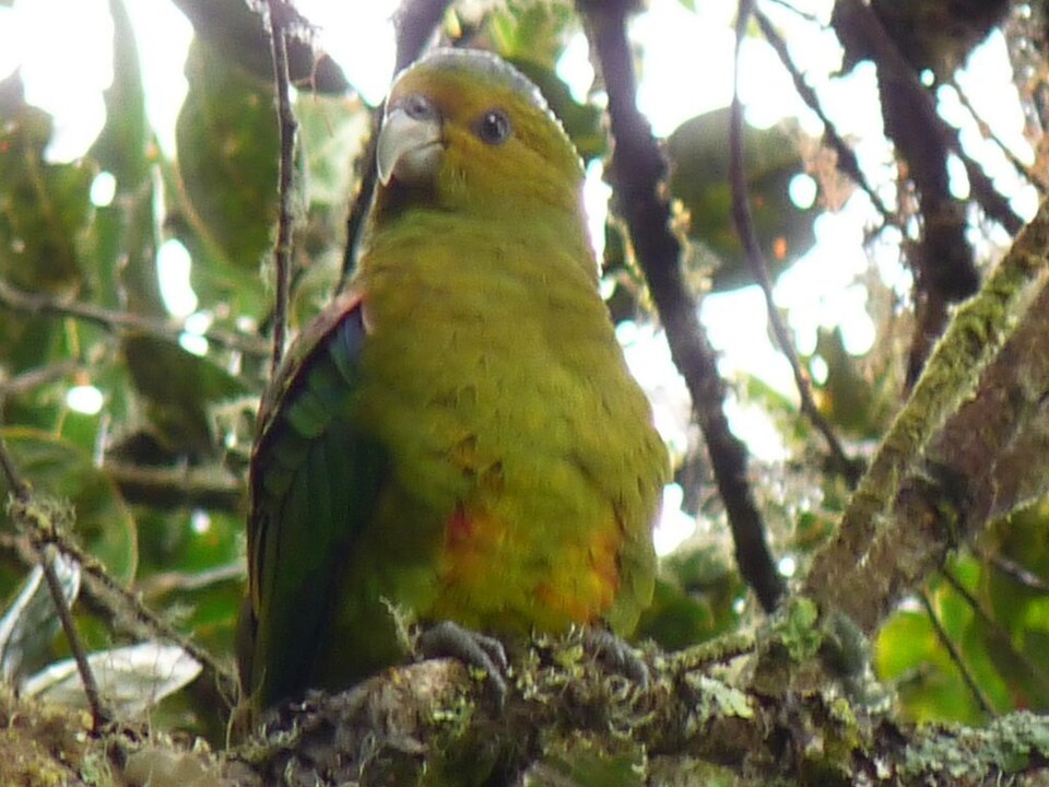 Fuertes's Parrot