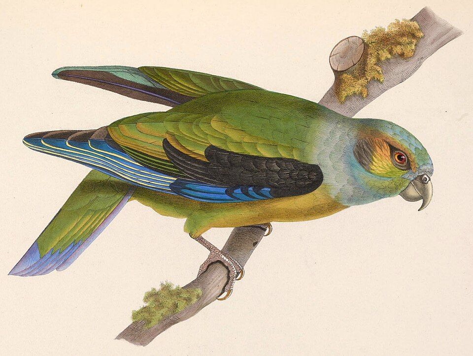 Black-winged Parrot