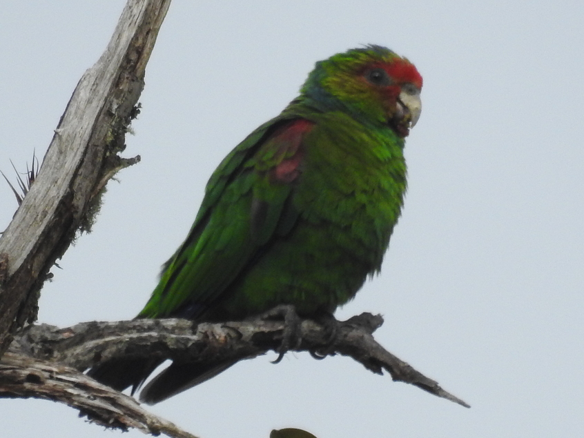 Red-faced Parrot