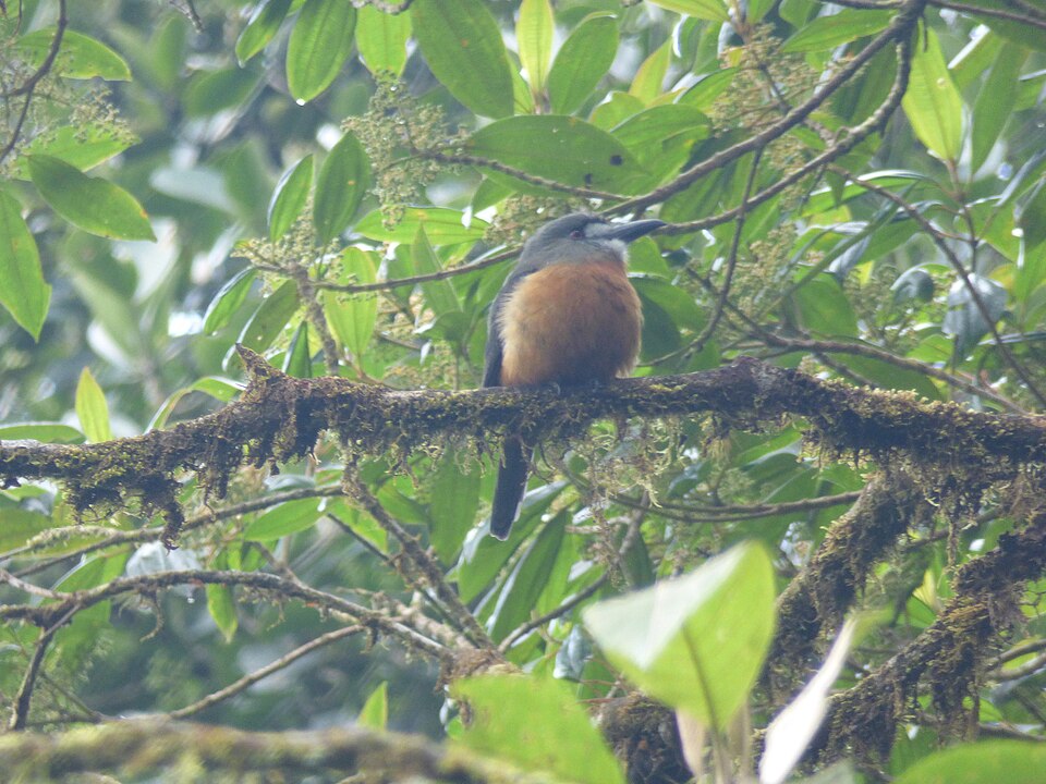 White-faced Nunbird