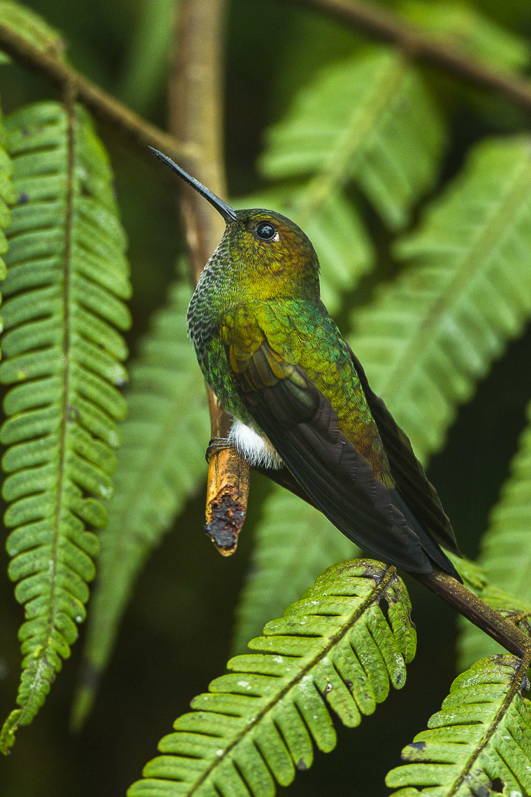 Greenish Puffleg