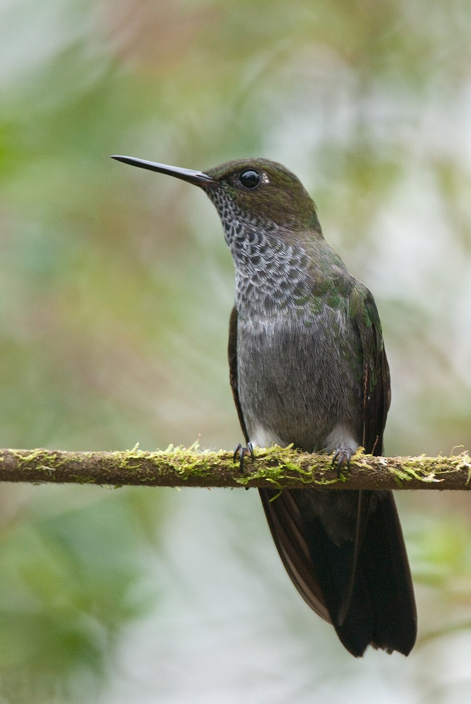 Hoary Puffleg