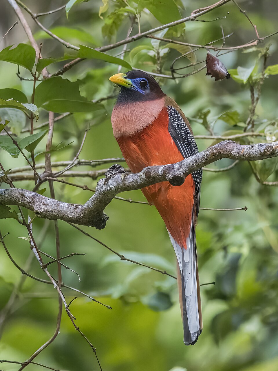Philippine Trogon