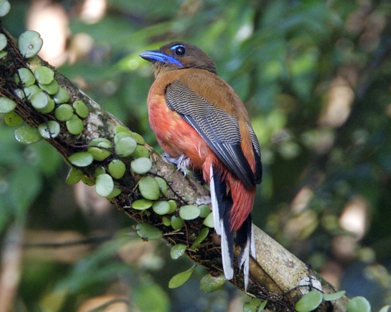 Scarlet-rumped Trogon