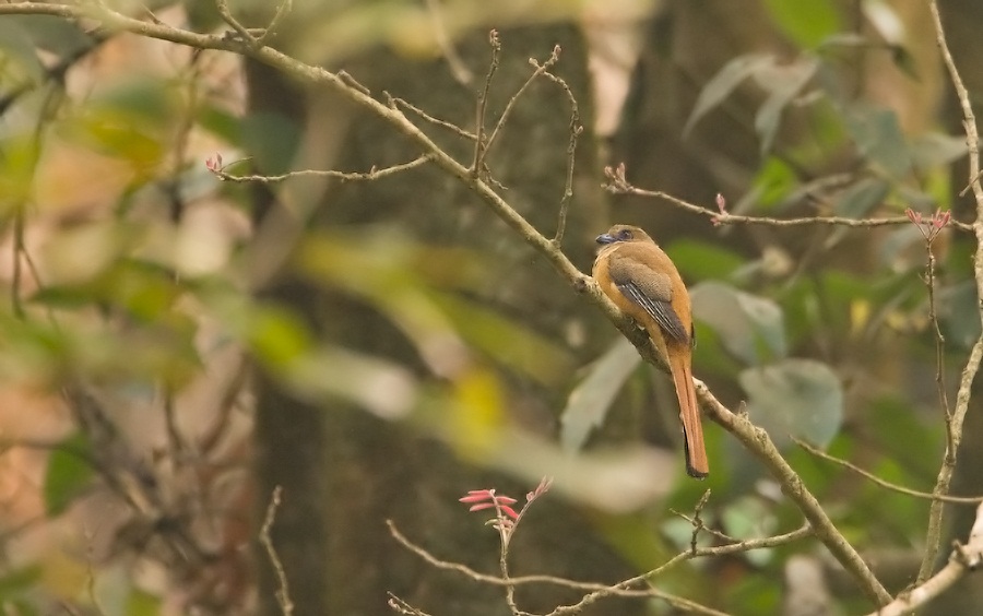 Malabar Trogon