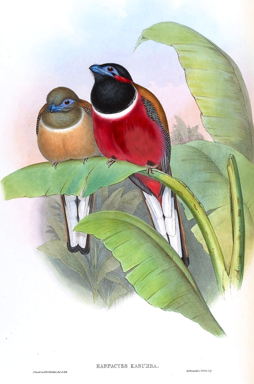 Red-naped Trogon