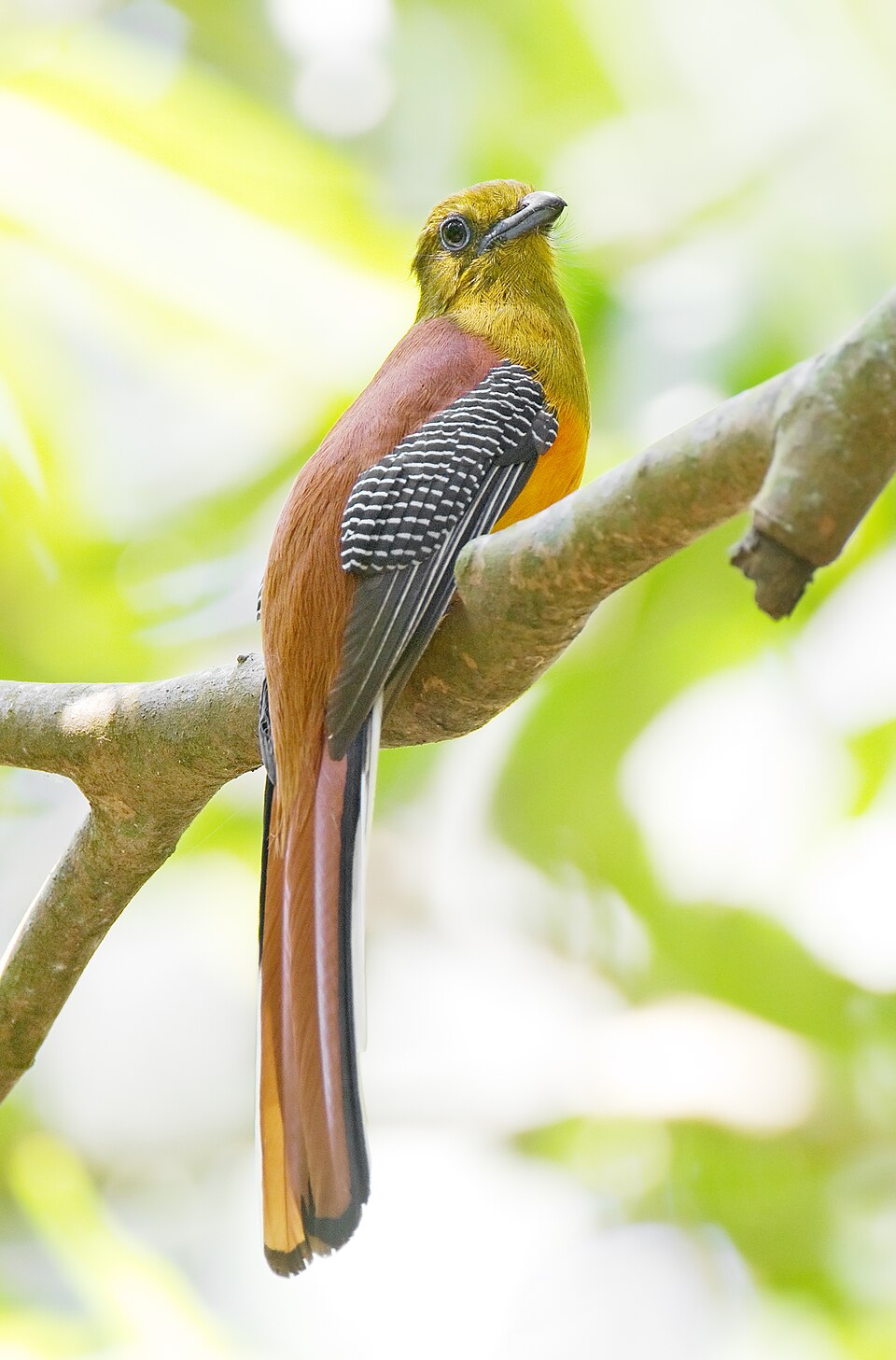 Orange-breasted Trogon