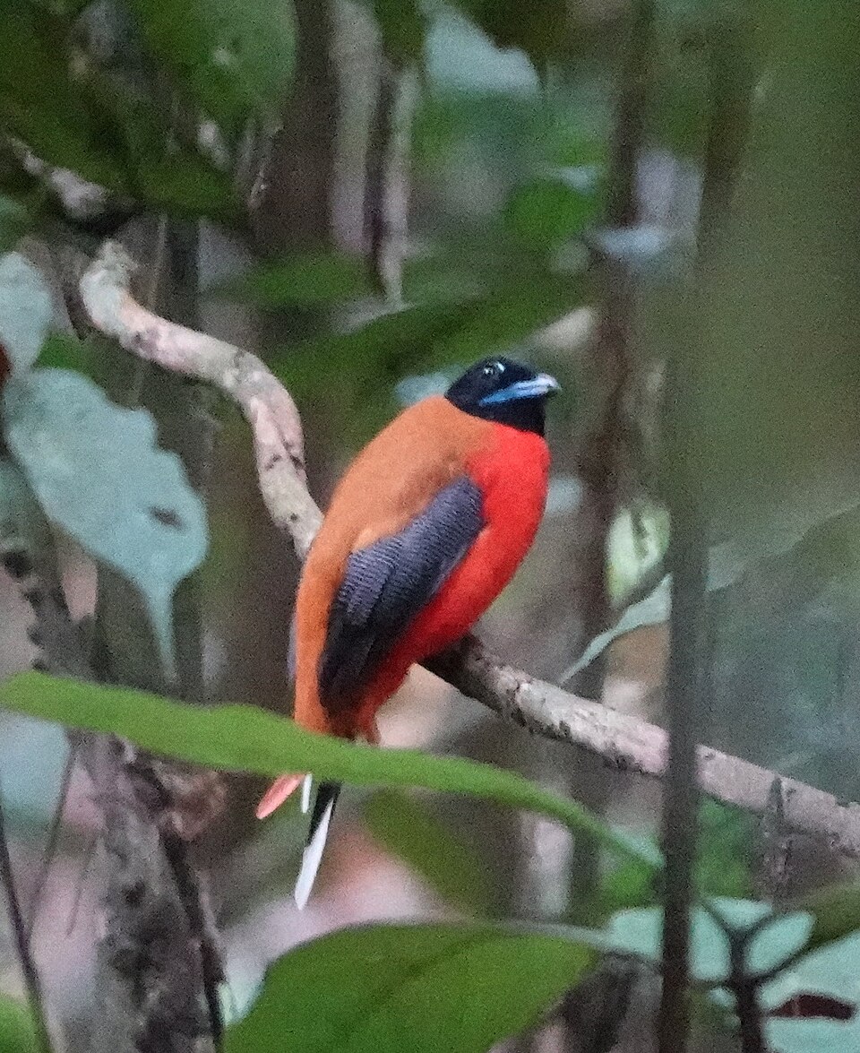 Cinnamon-rumped Trogon