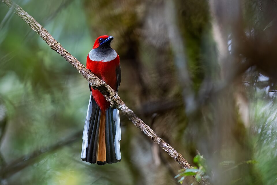 Whitehead's Trogon