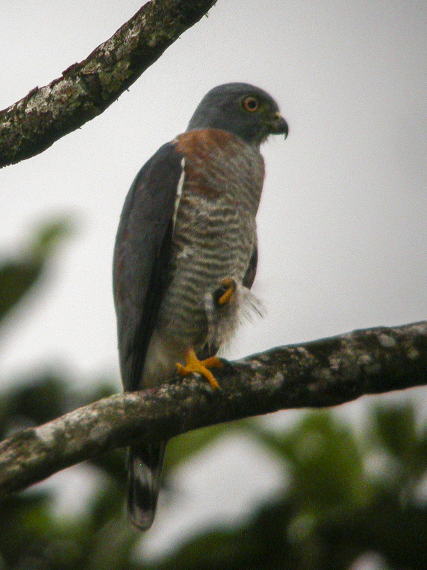Double-toothed Kite
