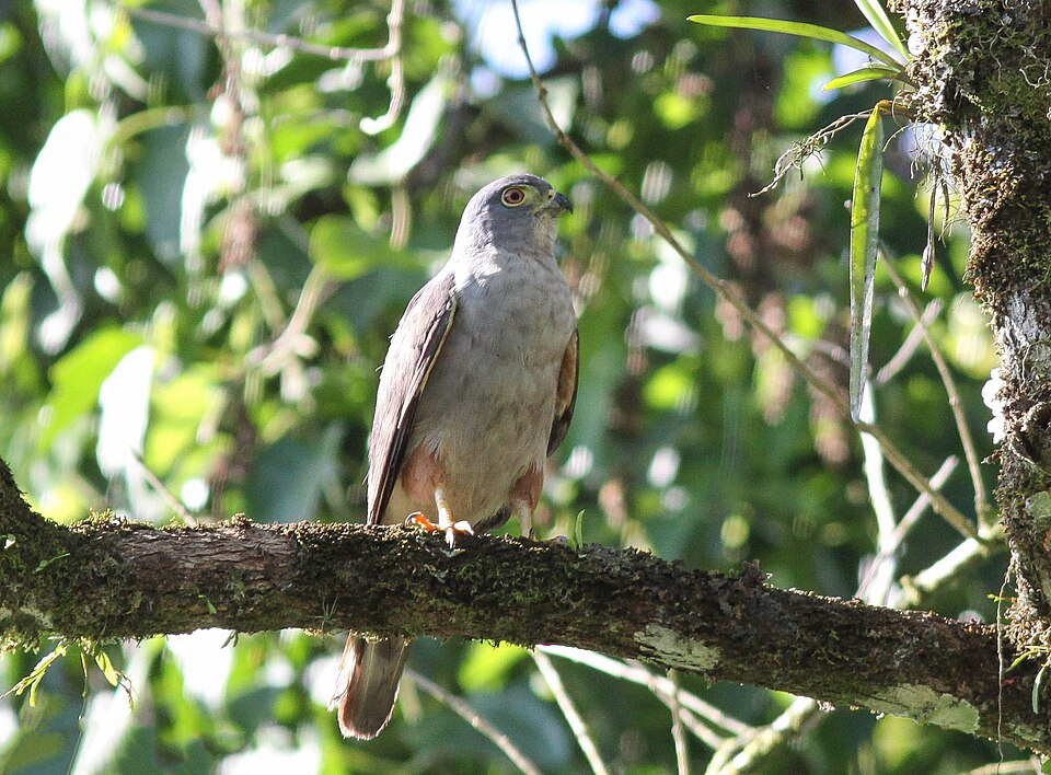Rufous-thighed Kite