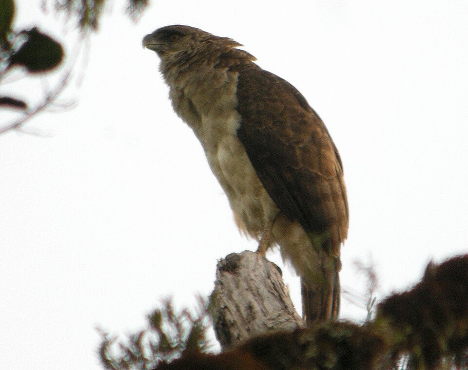 Papuan Eagle