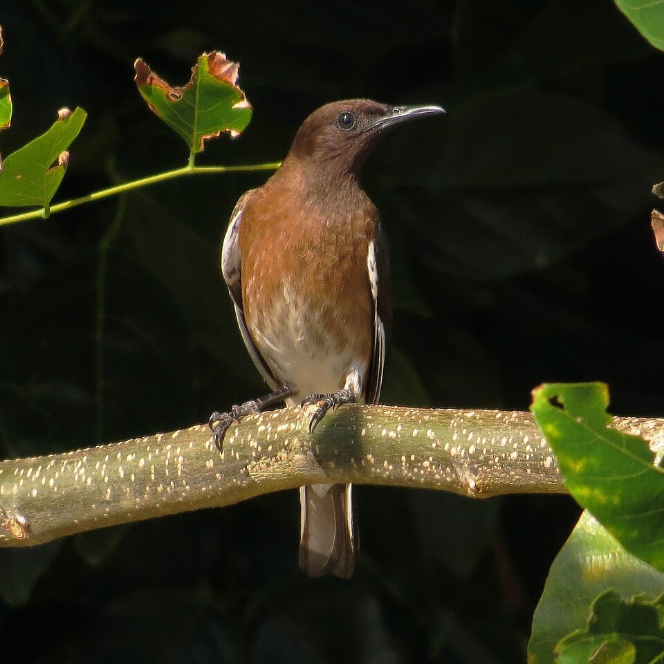 Madagascar Starling
