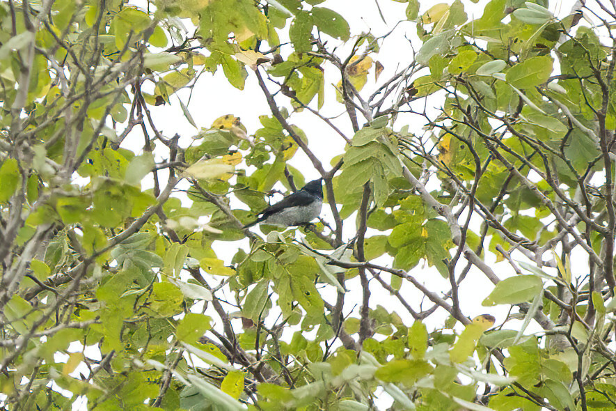 Amani Sunbird