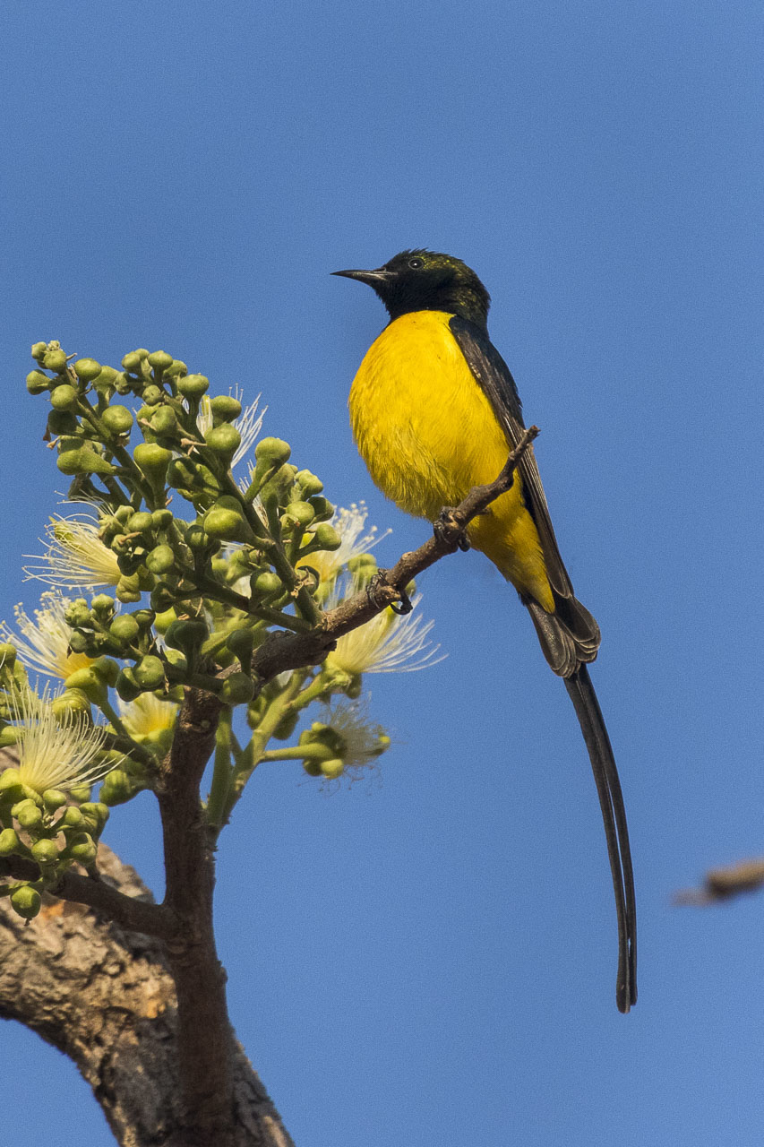 Pygmy Sunbird