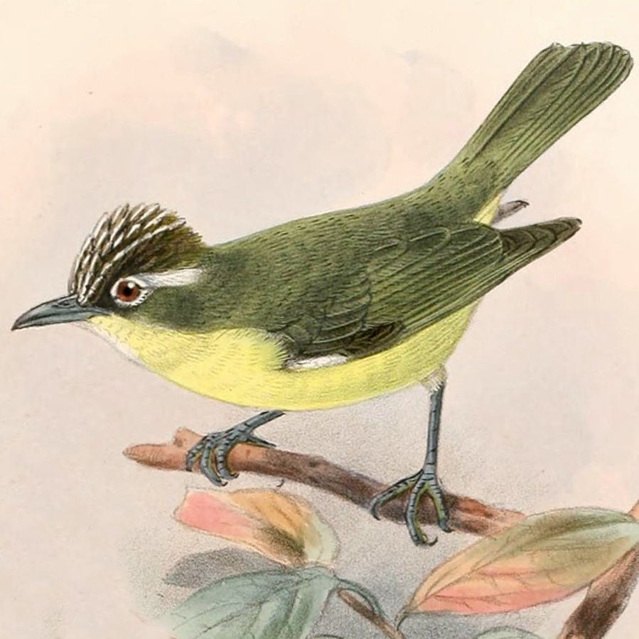 Crested White-eye