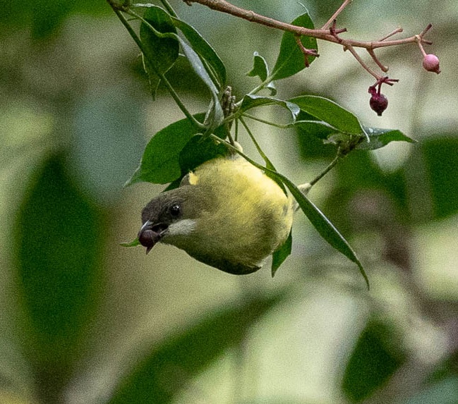 Mindanao White-eye