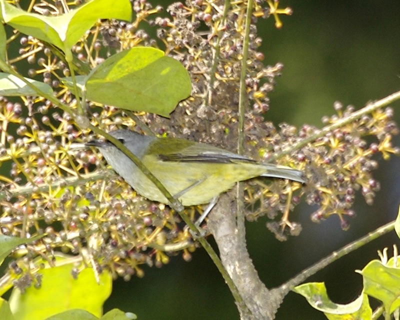 Mees's White-eye