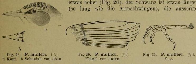 Spot-breasted Heleia