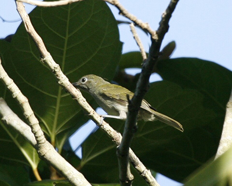 Grey-hooded White-eye