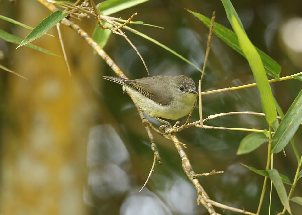 Pygmy White-eye