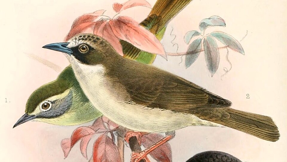 Cream-browed White-eye