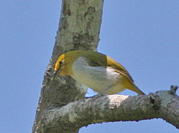 Yellow-ringed White-eye