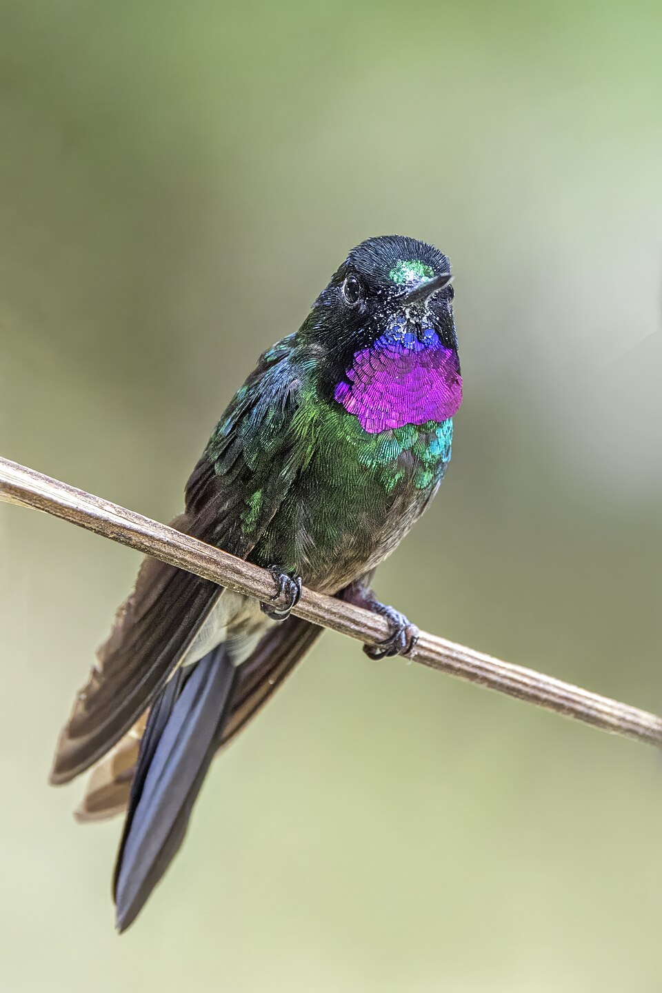 Tourmaline Sunangel