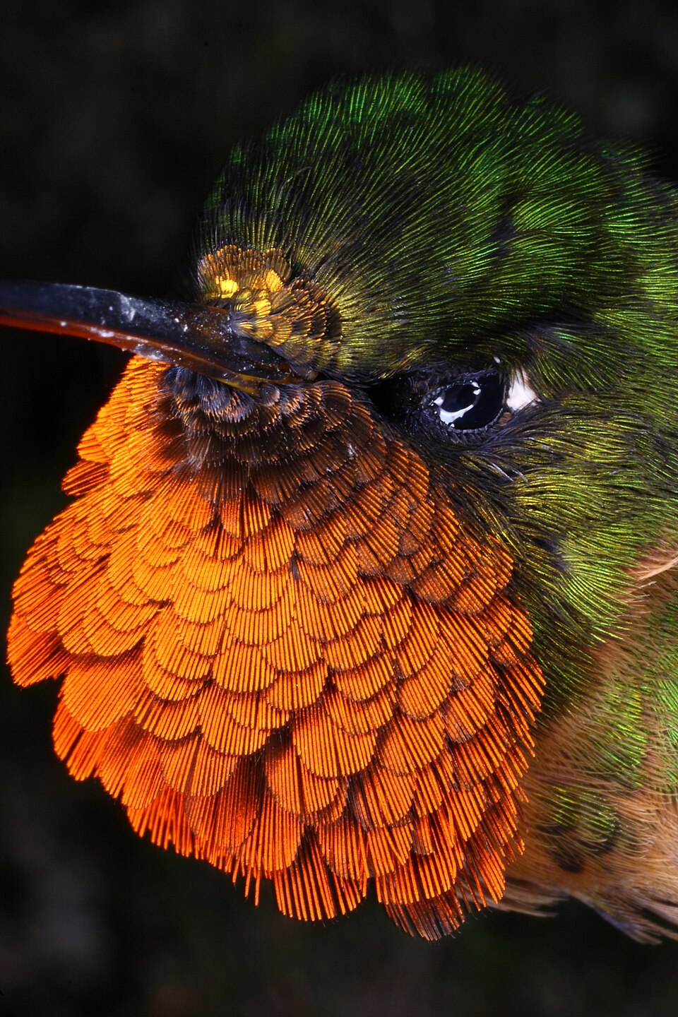 Orange-throated Sunangel